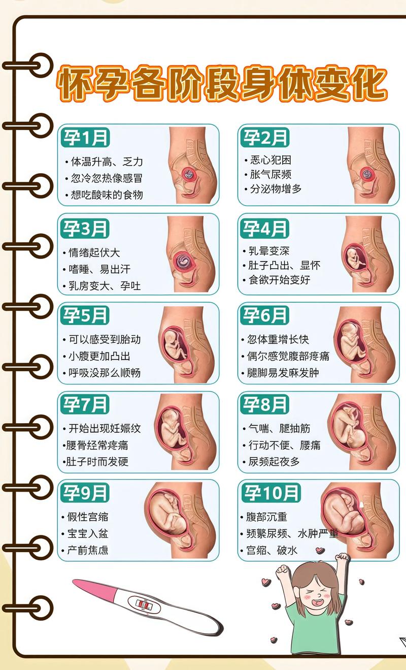 揭秘供卵代孕妈妈怀孕小腹分两节，孕期变化的奥秘静海代生机构: